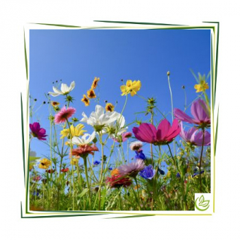 Parfümöl Flower Meadow 5 l